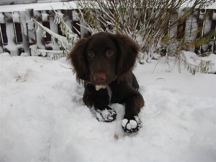 Blanding af racer Bella billede 13