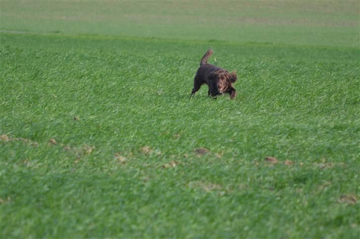 Blanding af racer Bella billede 14