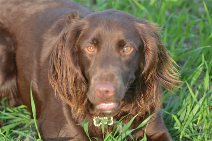 Blanding af racer Bella billede 15