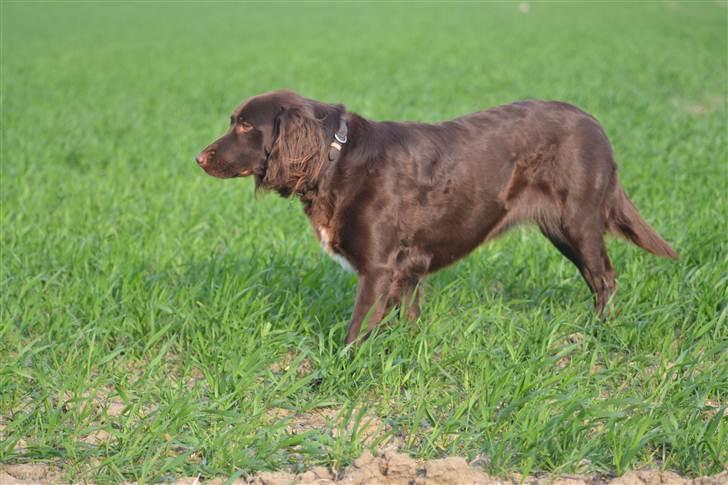 Blanding af racer Bella billede 16