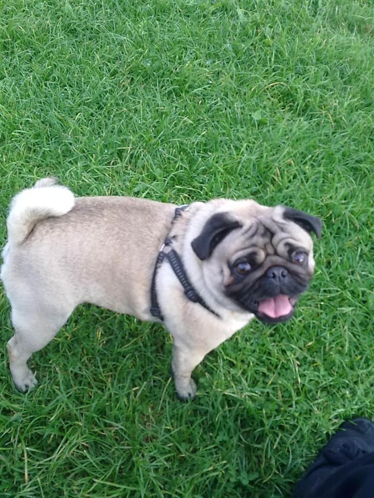 Mops Elvis billede 1