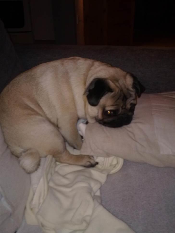 Mops Elvis billede 2