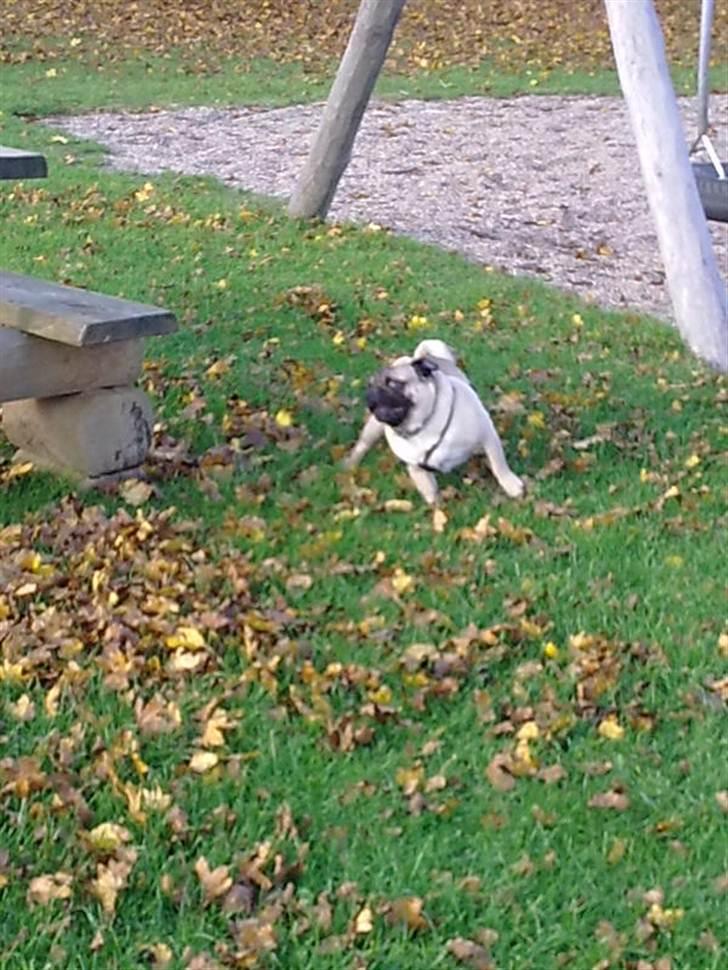 Mops Elvis - vruuuummm billede 3