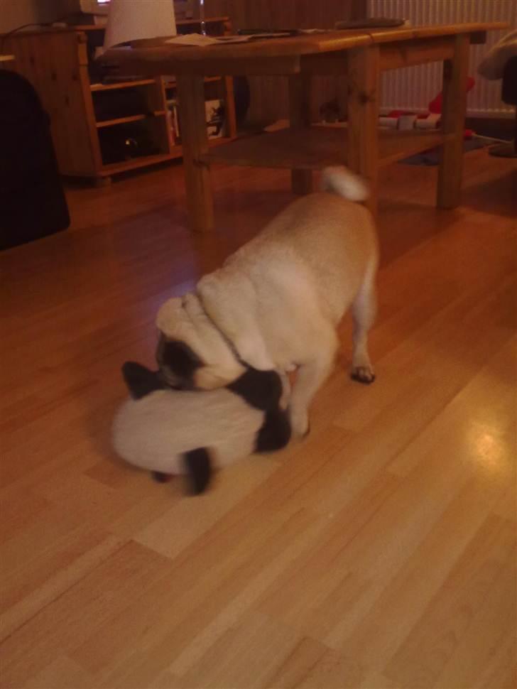 Mops Elvis - Elvis og Øffe billede 4