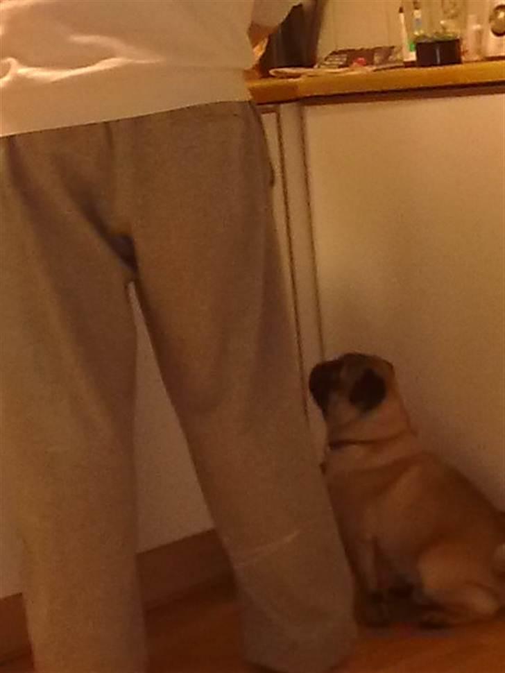 Mops Elvis - Jeg er dygtigt til at tikke billede 5