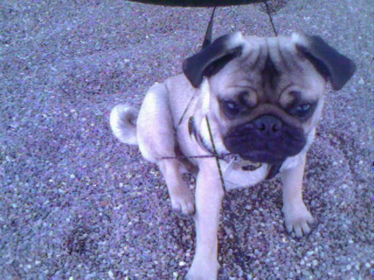 Mops Elvis - kludermor billede 7