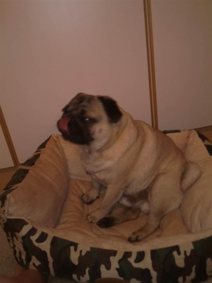 Mops Elvis billede 9