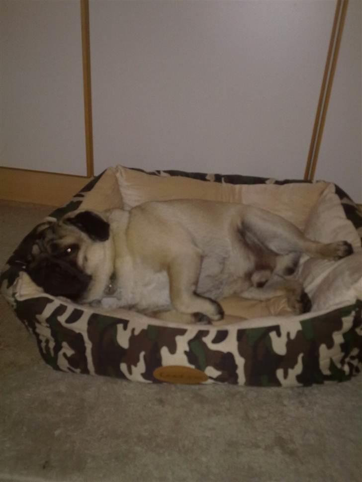 Mops Elvis billede 10