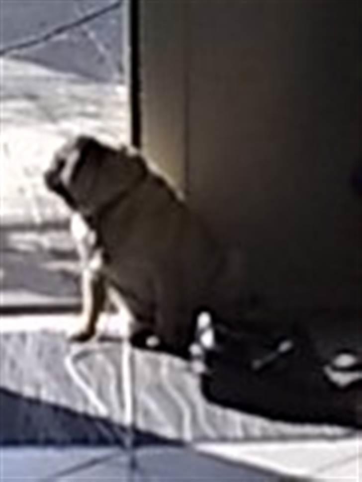 Mops Elvis - Elsker at solbade billede 11