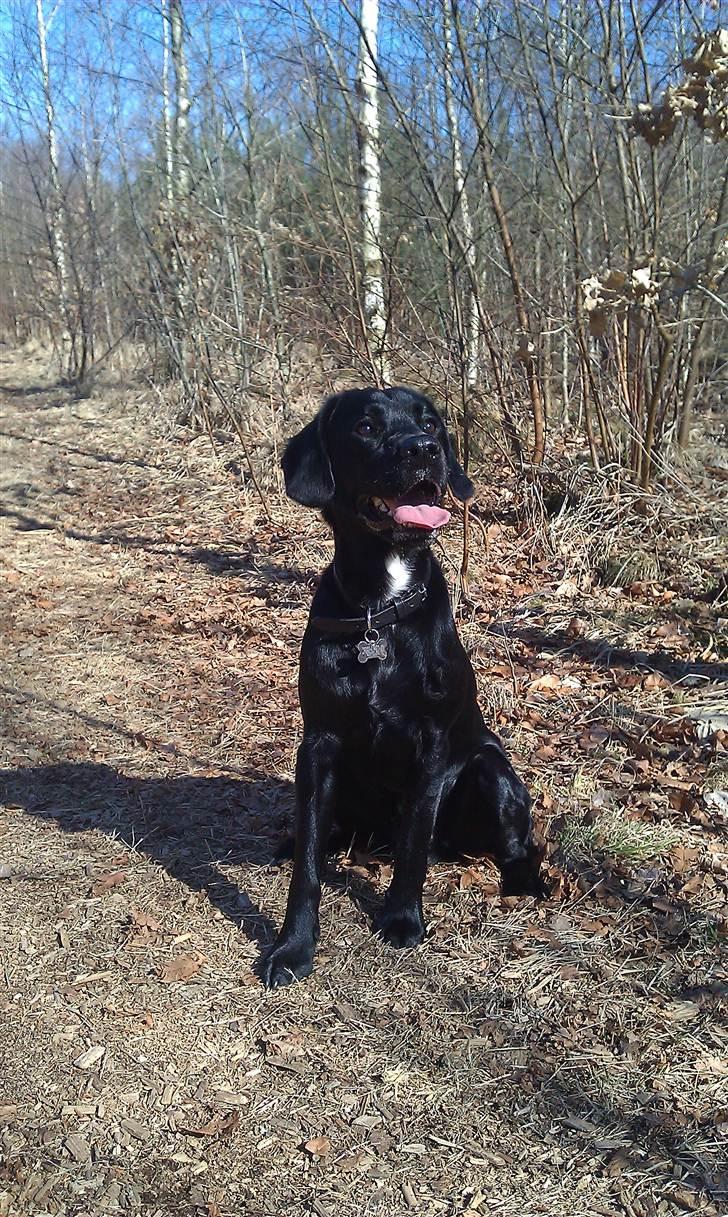 Blanding af racer Alf  - alf som 1 årig unghund i hundeskoven i Bevtoft billede 13