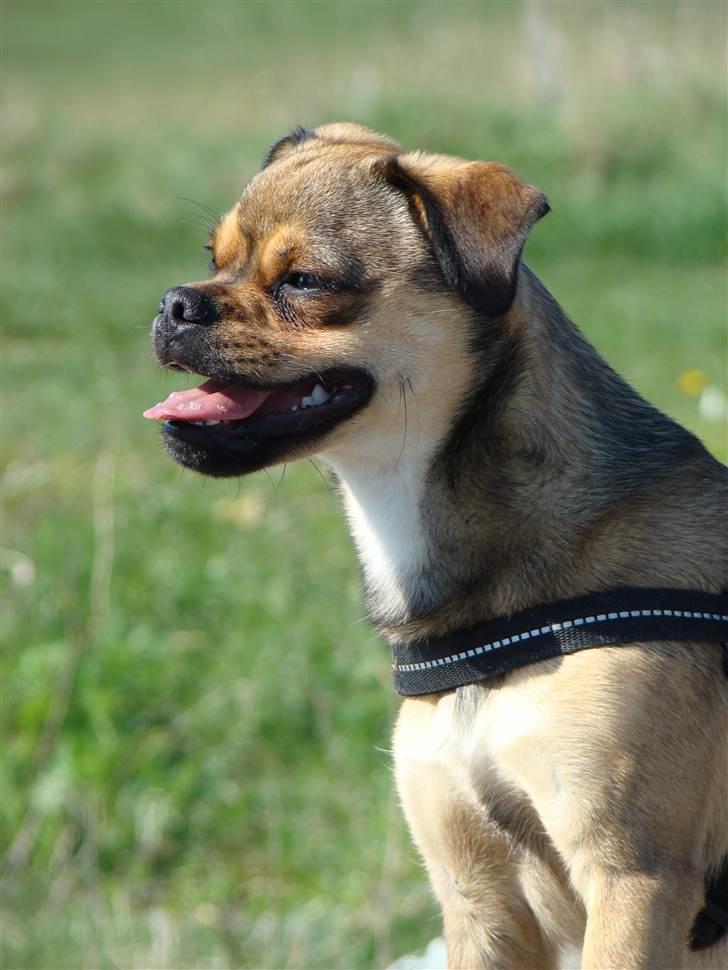 Blanding af racer Budtha - velkommen til min profil billede 1