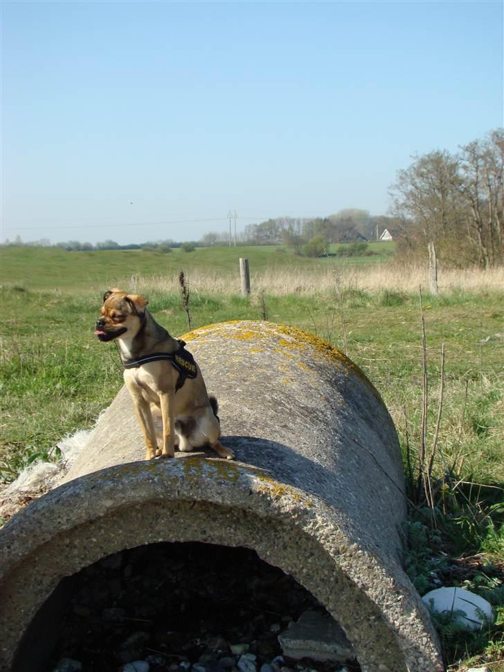 Blanding af racer Budtha - et bestemt triks er jeg helt vildt god til ....nemlig at række tunge :O) billede 2