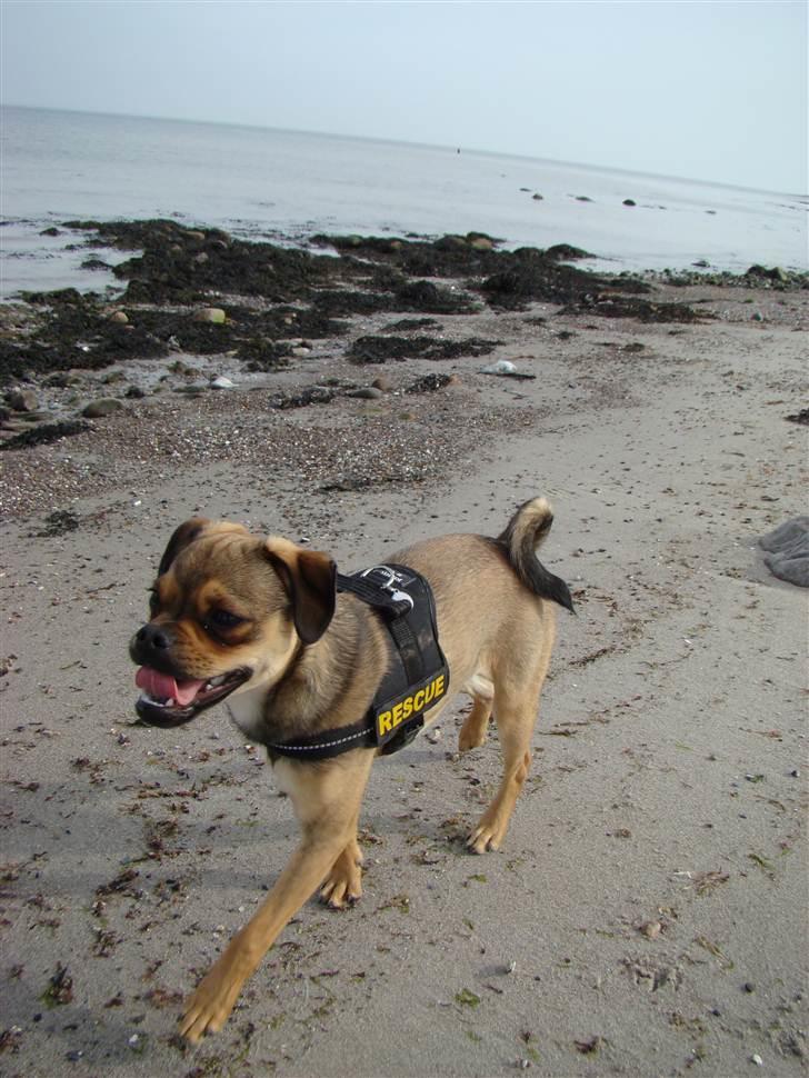 Blanding af racer Budtha - puhhh de måger er lidt for hurtige billede 3