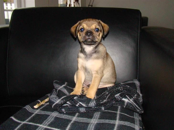 Blanding af racer Budtha - ja det er mig som lillebitte, på besøg hos min familie billede 4