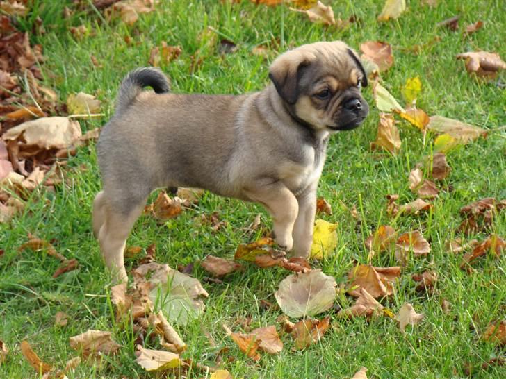 Blanding af racer Budtha - her bestemte min familie at de bare måtte have mig :O) billede 5