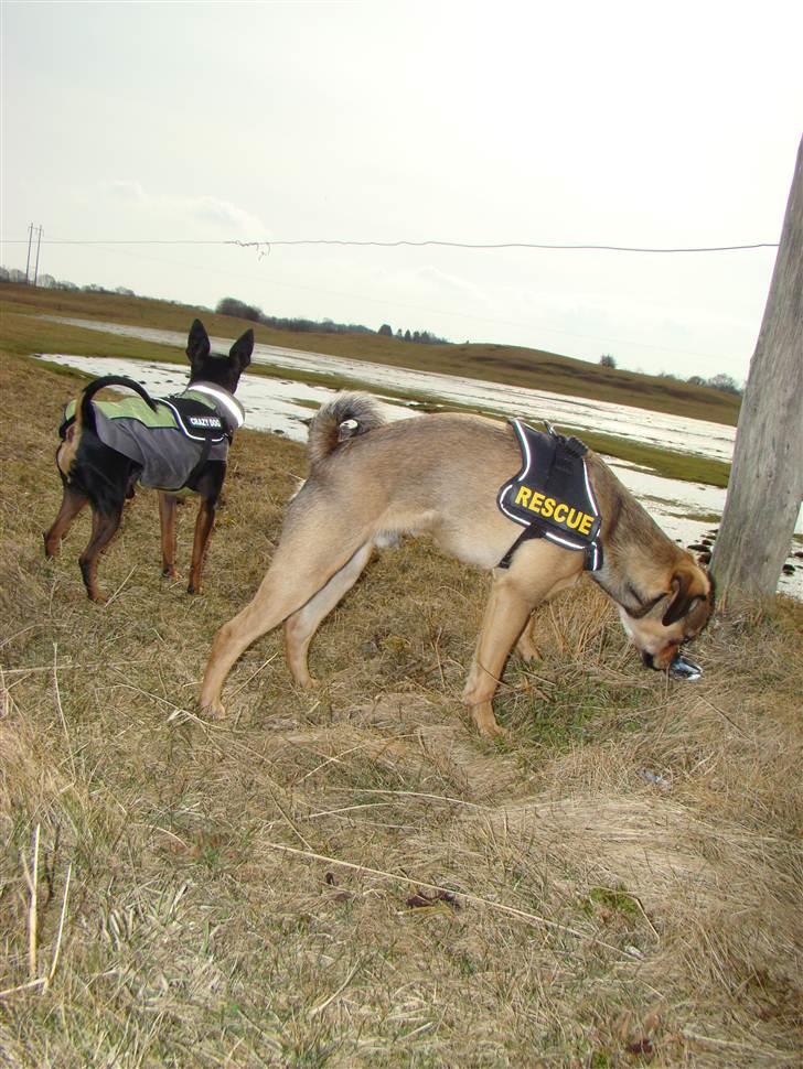 Blanding af racer Budtha billede 6