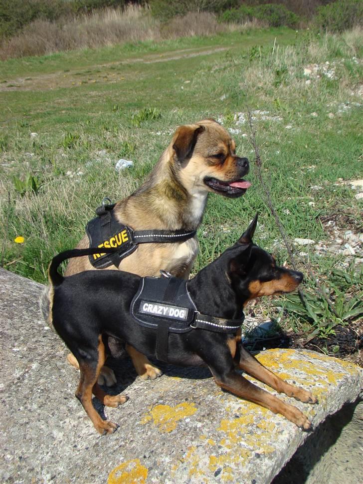 Blanding af racer Budtha billede 7