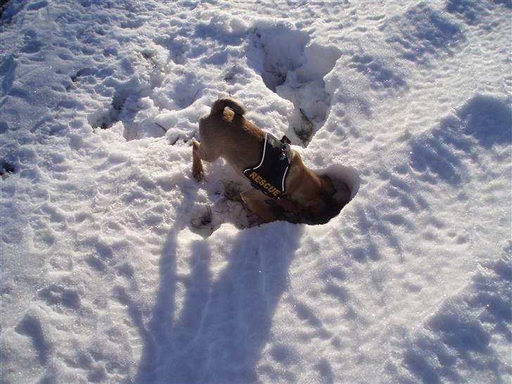 Blanding af racer Budtha billede 8