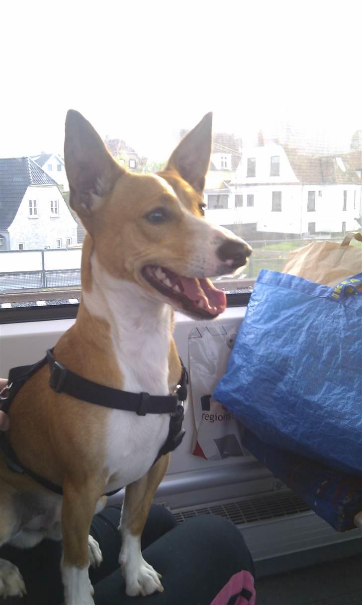 Blanding af racer Benjii - på vej til sit nye hjem billede 1