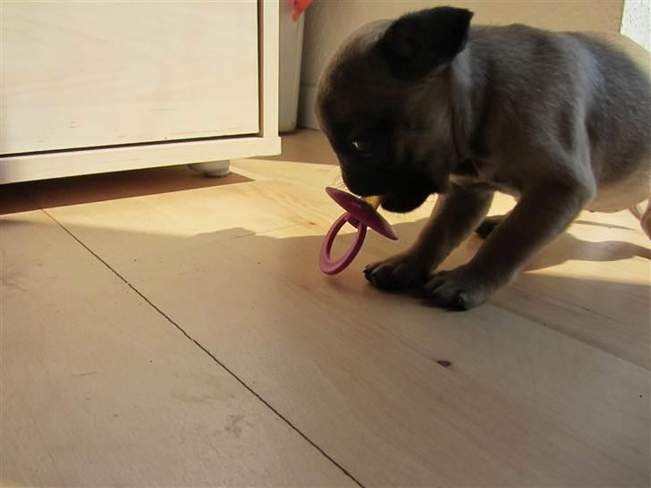 Mops Ziggy<3 billede 3