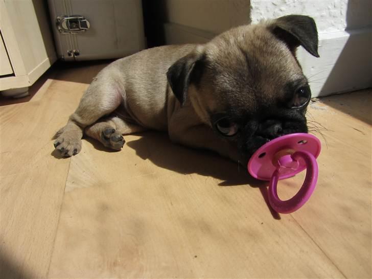 Mops Ziggy<3 billede 4
