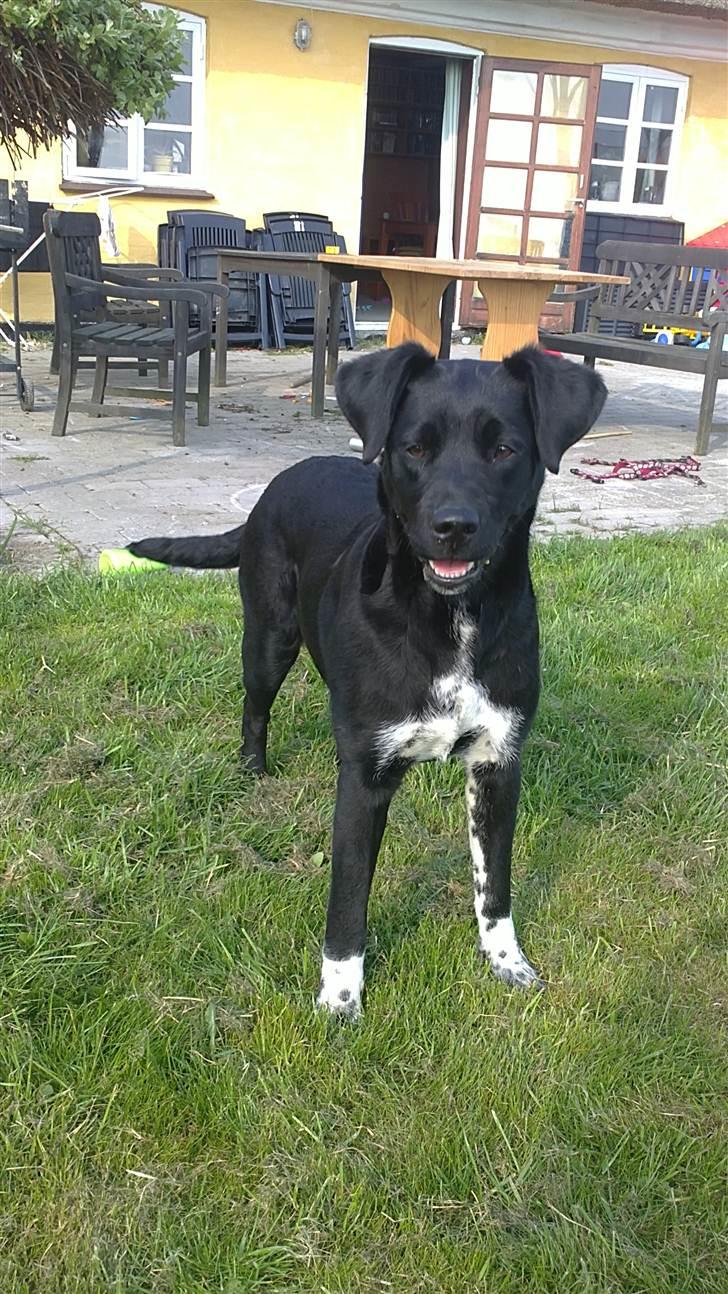 Blanding af racer Molly billede 1