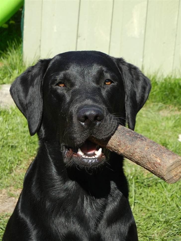 Labrador retriever Samson R.I.P billede 20