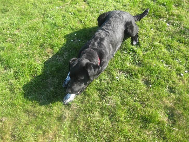 Blanding af racer Molly billede 2