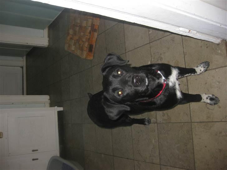 Blanding af racer Molly billede 3