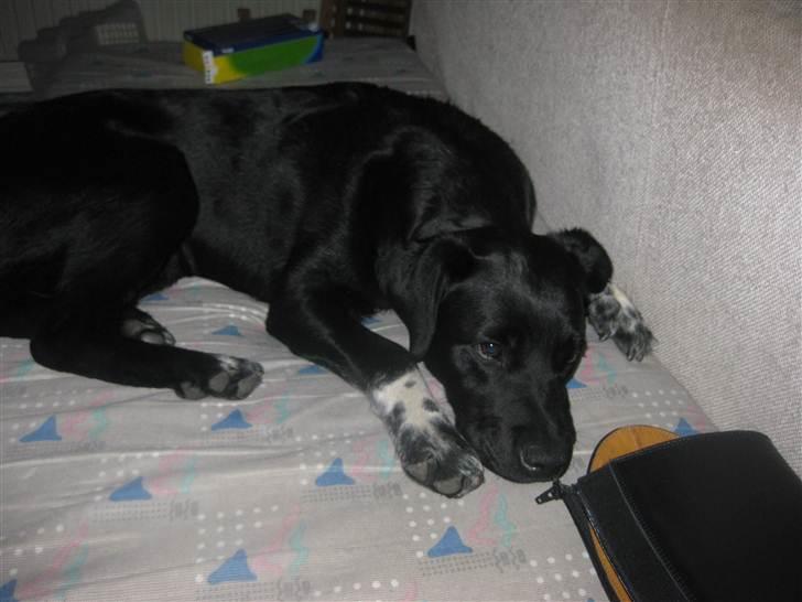 Blanding af racer Molly billede 4