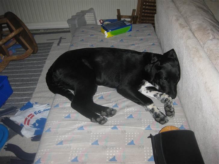 Blanding af racer Molly billede 5