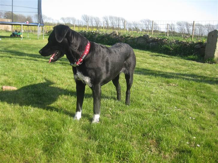 Blanding af racer Molly billede 6