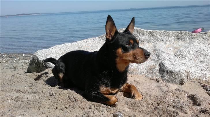 Dvaergpinscher Chico billede 17