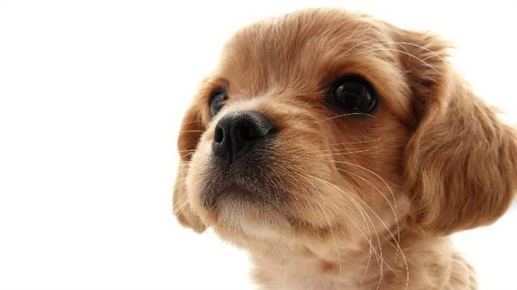 Blanding af racer ?? billede 2