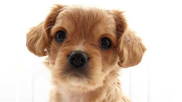 Blanding af racer ?? billede 3