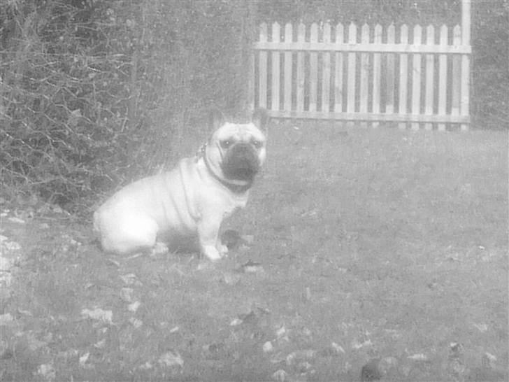 Fransk bulldog Enzo - April 2011 billede 20