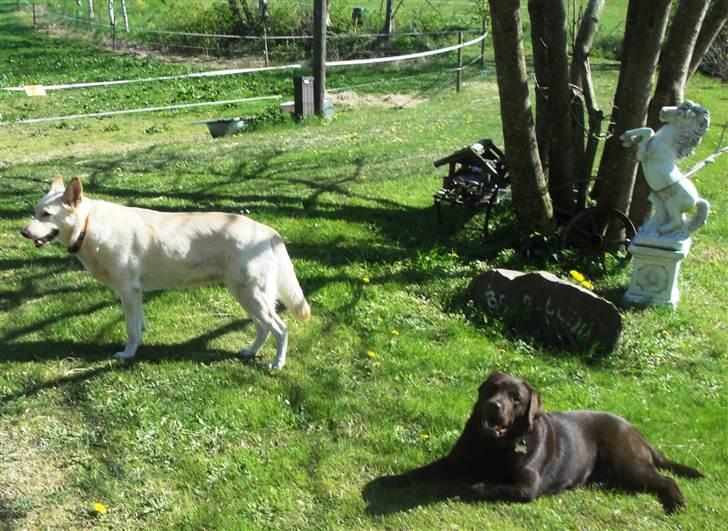 Hvid schæfer Dolly - Dolly og Sif d. 29 april 2011 billede 20