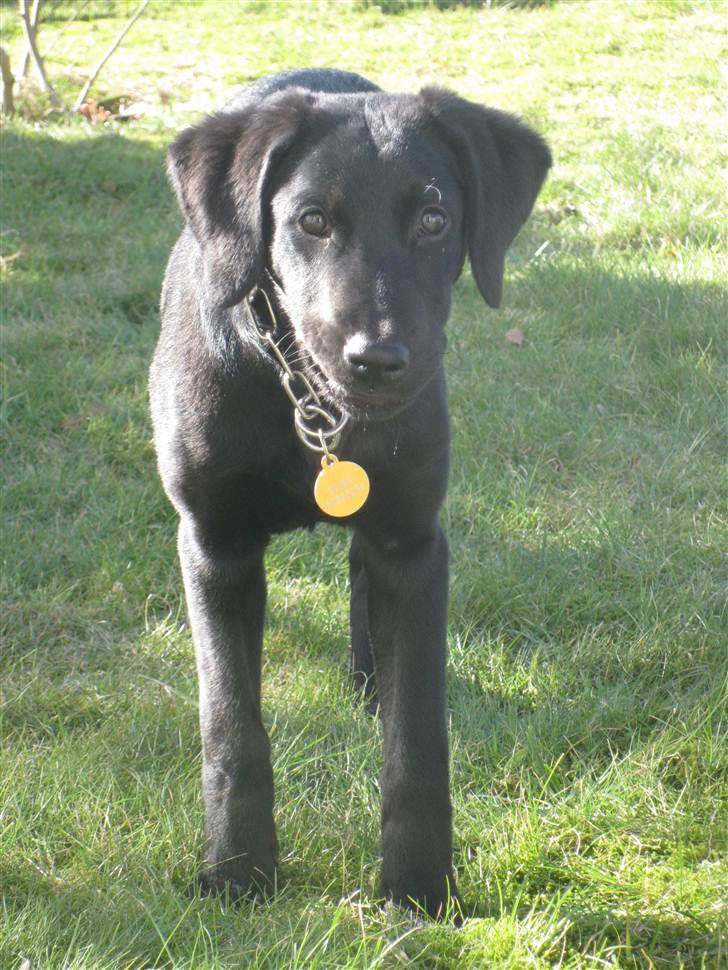 Blanding af racer Selma billede 9