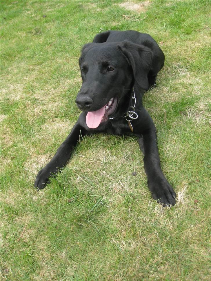 Blanding af racer Selma billede 10