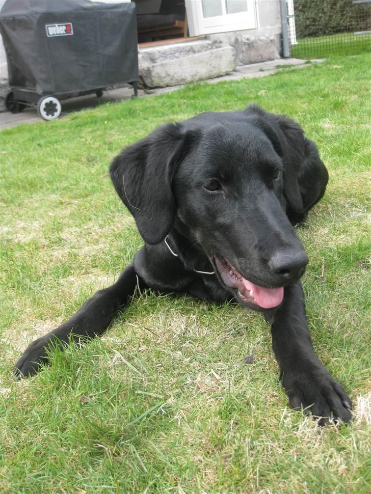 Blanding af racer Selma billede 11