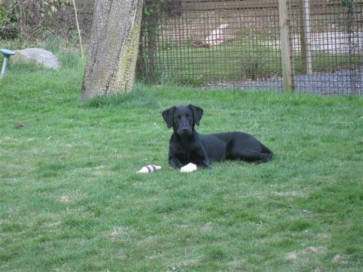 Blanding af racer Selma billede 12