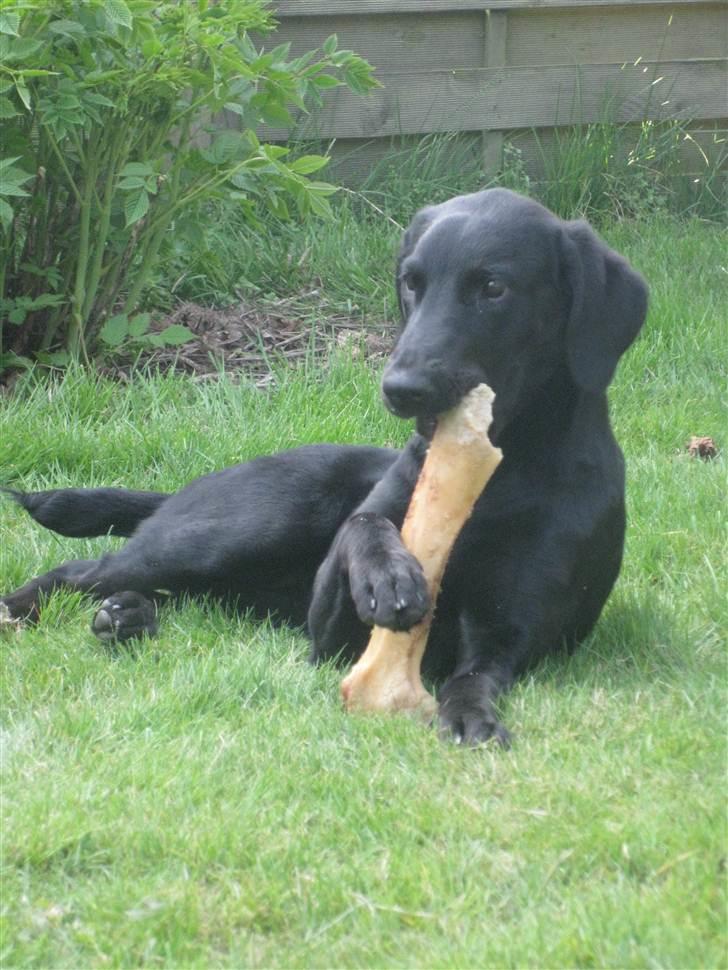 Blanding af racer Selma billede 13