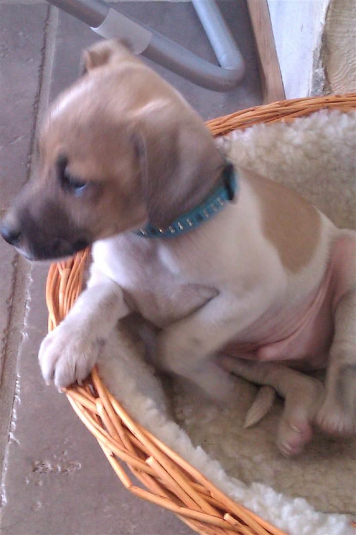 Dansk svensk gaardhund Hugo billede 1