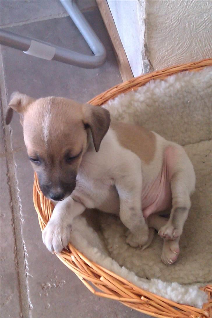 Dansk svensk gaardhund Hugo billede 2