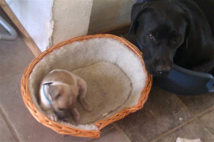 Dansk svensk gaardhund Hugo billede 3