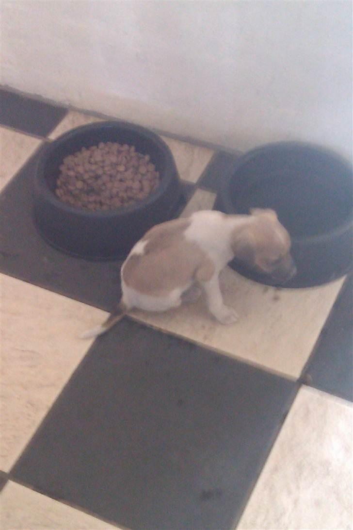 Dansk svensk gaardhund Hugo billede 4