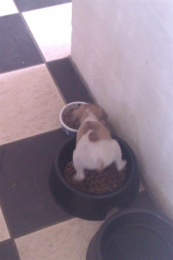 Dansk svensk gaardhund Hugo billede 5