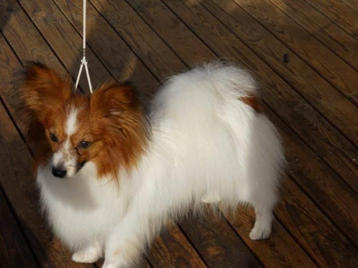 Papillon Dario billede 17