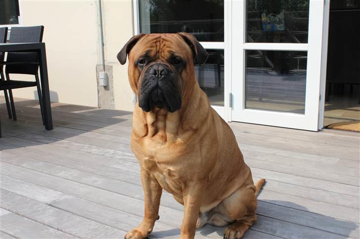 Bullmastiff Simba - April 2011 billede 2