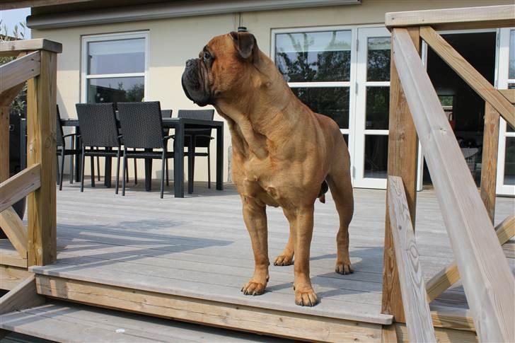 Bullmastiff Simba - April 2011 billede 3